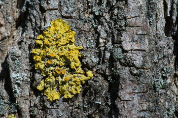 Wall Mural - lichen on tree