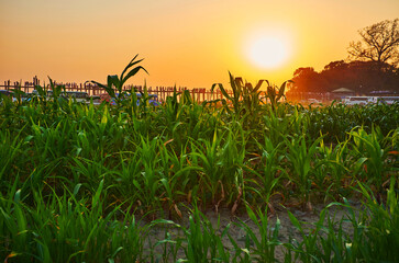 Canvas Print - The sunset above the meadow, Amarapura, Myanmar