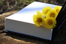 Open Book With Fresh Yellow Flowers On Stump In Spring Or Summer Garden. Wildflowers Bouquet On White Blank Paper Pages.