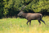 Fototapeta Sawanna - Red deer stag walking on flowered meadow in summer from side