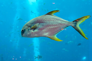 Trachinotus blochii or snubnose pompano in Atlantis, Sanya, Hainan, China.. Pompanos are marine fishes in the genus Trachinotus in the family Carangidae (better known as 