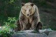 Brown Bear (Ursus arctos) big male sitting on the stones, Relax after a meal