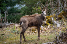 One Chamois Walking In Forest. Rupicapra Rupicapra In Natural Environment In Switzerland.