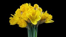 4K Time Lapse Of Flowering Daffodil Flower On Black Background. Timelapse Of Opening Yellow Narcissus.