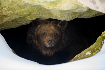 brown bear looks out of its den in the woods under a large rock in winter