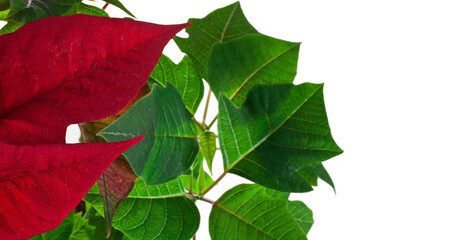 Wall Mural - Leaves of christmas flower or Mexican Poinsettia (Euphorbia pulcherrima). The popular holiday plant isolated on a white background.