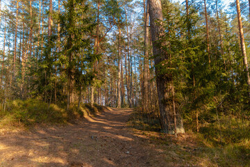 Forest trails of the Belarusian forest