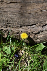 Canvas Print - Dandelion by a Dry Log