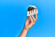 © Krakenimages.com - Hand of hispanic man holding slice of chocolate cake over isolated blue background.