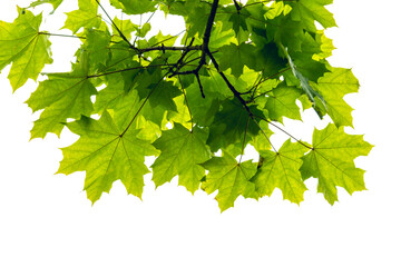 Wall Mural - Green maple tree leaves on white background isolated closeup.