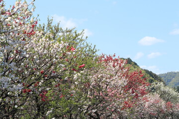 Poster - 満開の花桃