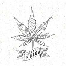 Cannabis Indica Logo Lettering With Hand Drawn Seven Blades Strokes Style Marijuana Leaf And Vintage Ribbon - Pale Black Elements On White Grunge Background - Contrast Graphic Design