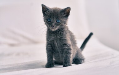 Poster - Adorable grey cat relaxing at the bed.