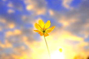 Wall Mural - Footage Close up Blue Backdrop of the beautiful yellow Cosmos flower bright Sunny day in blue sky and garden background-001