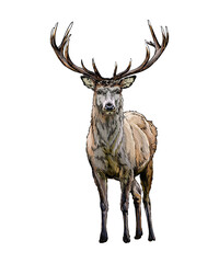 Wall Mural - red deer from a splash of watercolor, colored drawing, realistic. vector illustration of paints