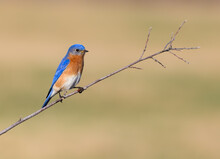 Eastern Bluebird Sitting On Tree Branch In Early Spring  