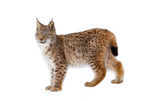 Lynx Isolated On White Background. Young Eurasian Lynx, Lynx Lynx, Walks In Forest Having Snowflakes On Fur. Beautiful Wild Cat In Nature. Cute Animal With Spotted Orange Fur. Beast Of Prey.