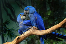 Pair Of Blue Hyacinth Macaw, Anodorhynchus Hyacinthinus, Perched On Branch Touching Beaks. The Largest Macaw And Flying Parrot Species. Wildlife Scene From Nature Habitat. Habitat Amazon Basin.