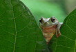 frog on leaf
