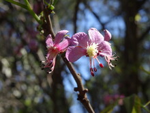 Pink Blossom Tree Close-up