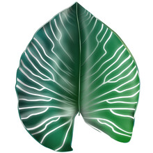 Philodendron Gloriosum Growing Wild In The Rain Forest  Isolated On White Background. Green Velvet, White Vein, Heart Shape, Rainforest Foliage, Huge Leaf. Suitable For Indoor Plant.