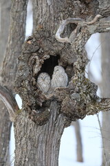 Wall Mural - Ural owl (Strix uralensis  japonica) couple in Hokkaido, North Japan