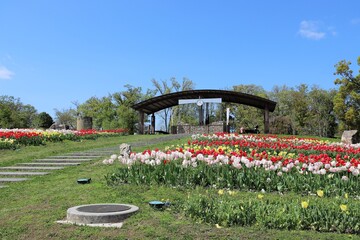 Wall Mural - 馬見丘陵公園　チューリップフェア