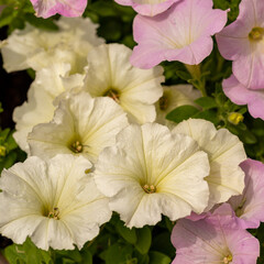 Wall Mural - Full blooming of petunia （Petunia x hybrida) in Japan