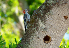 Beautiful Red-bellied Woodpecker Perched In A Laurel Oak Tree By Its Nest Hole On A Spring Morning.