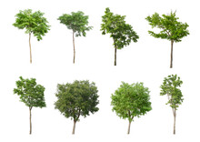 Eight Tree On A White Background, A Collection Of Trees,cutting Paths.