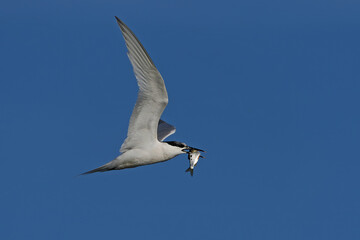 Sandwich tern (Thalasseus sandvicensis)