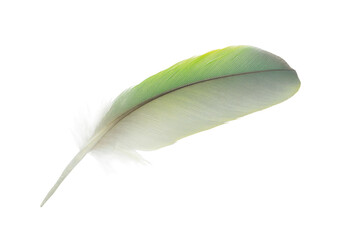 Canvas Print - Beautiful green macaw parrot lovebird feather isolated on white background