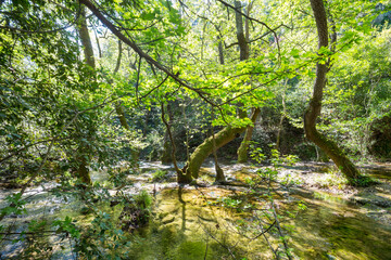 Wall Mural - Creek in the forest