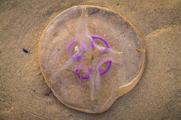 Closeup of a jellyfish on the beach