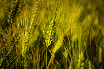 Close-up of ears in a cornfield