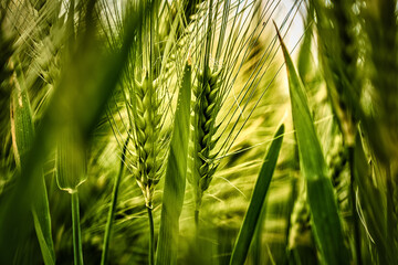 Close-up of ears in a cornfield