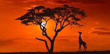 Bright Sunset With A Big Yellow Sun Over African Savanna.