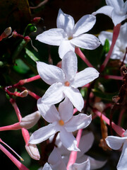 Poster - Close up white flower of Carunda, Christ's Thorn tree