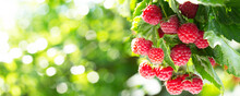 Branch Of Ripe Raspberries In A Garden On Green Background