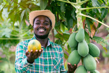African Farmer Holding Papaya At Organic Farm With Smile And Happy.Agriculture Or Cultivation Concept