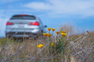 Wall Mural - ia golden poppies on the side of the road.. California state flower, beautiful Spring blossom.