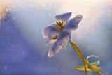 Fototapeta Tulipany - Niebieskie kwiaty 
