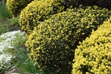 Canvas Print - Round pruned Dwarf Japanese Yew. Taxaceae evergreen shrub.