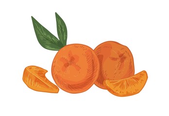 Whole tangerines with peeled slices of mandarin or clementine. Citrus fruits, their pieces and leaves. Realistic hand-drawn vector illustration of exotic tropical food isolated on white