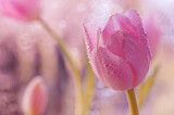 Fototapeta Tulipany - Różowy tulipan, wiosenny kwiat