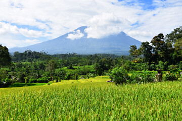 Canvas Print - rice field in the mountains