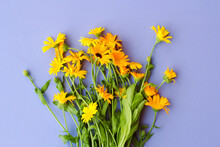 A Bouquet Of Orange Flowers Of The Medicinal Plant Calendula On A Purple Background