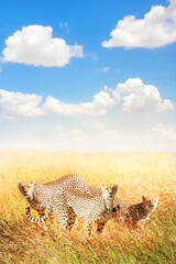 Wall Mural - group of cheetahs in the african savannah. africa. tanzania. serengeti national park. copy space.