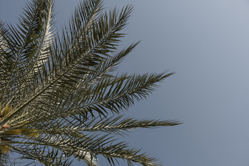  Summer tropical coconut palm tree leaves against blue sky. Neutral background. Summer and travel concept