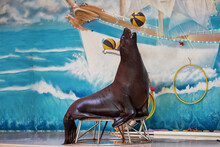 Sea Lion Swims In The Pool Of The Dolphinarium
